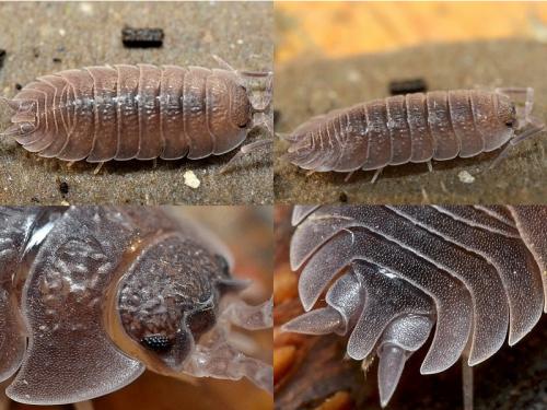Porcellio incanus