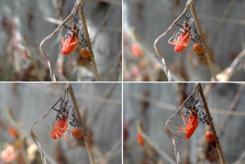 Réf. 148 779 : Pyrrhocoris apterus