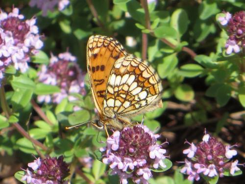 Melitaea athalia