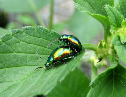 Réf. 148 725 : Chrysolina fastuosa