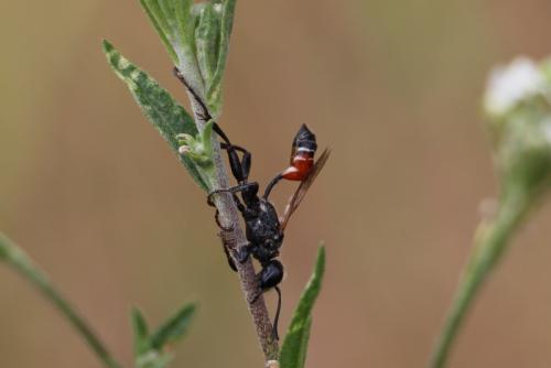 Prionyx kirbii