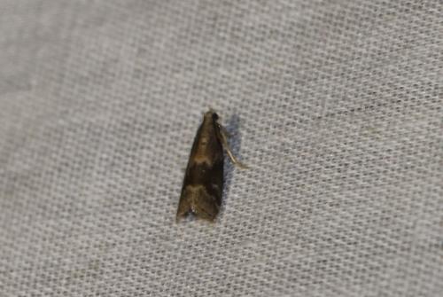 Glyptoteles leucacrinella