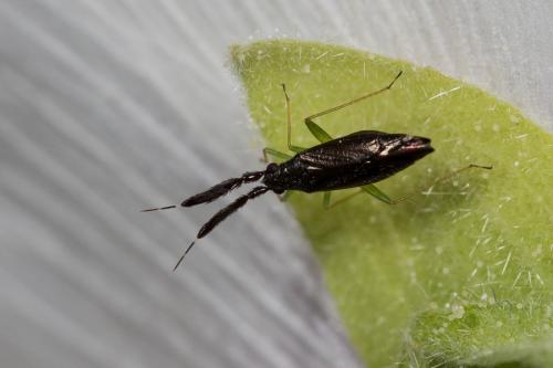 Réf. 148 985 : Heterotoma planicornis