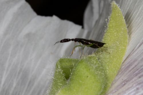 Réf. 148 986 : Heterotoma planicornis