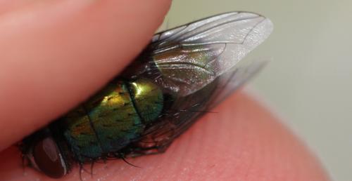 Lucilia sp.