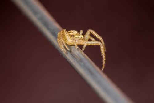 Réf. 148 072 : Xysticus ulmi