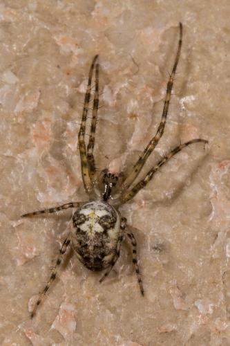 Metellina sp.