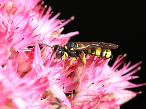 Réf. 148 395 : Cerceris rybyensis