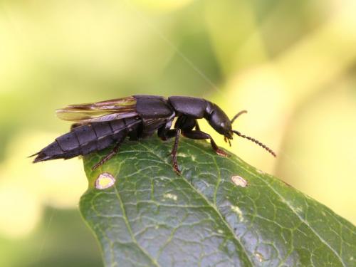 Réf. 148 466 : Ocypus aethiops