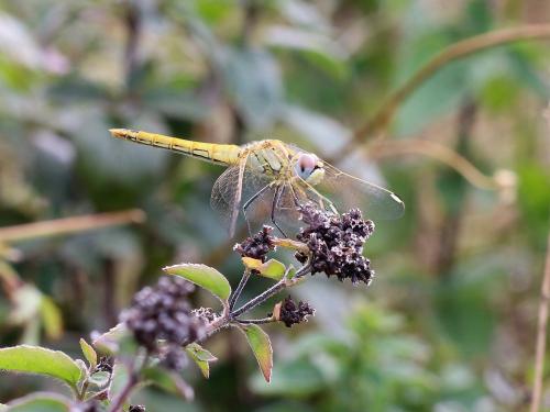 Sympetrum fonscolombii