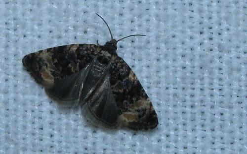 Réf. 148 464 : Endothenia sp.