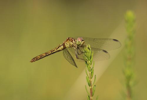 Réf. 148 947 : Sympetrum meridionale