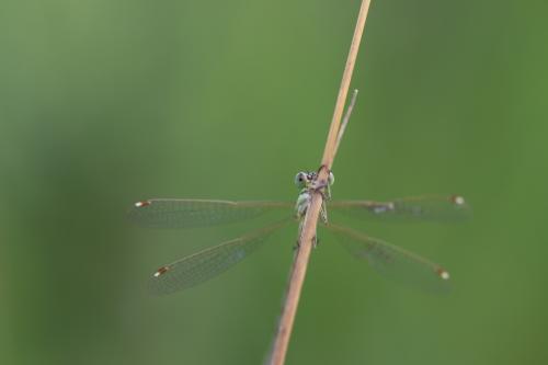 Lestes barbarus