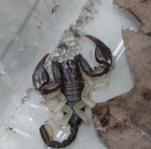 Réf. 148 121 : Euscorpius sp.