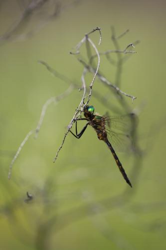 Somatochlora flavomaculata
