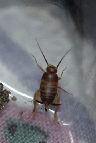 Myrmecophilus sp.