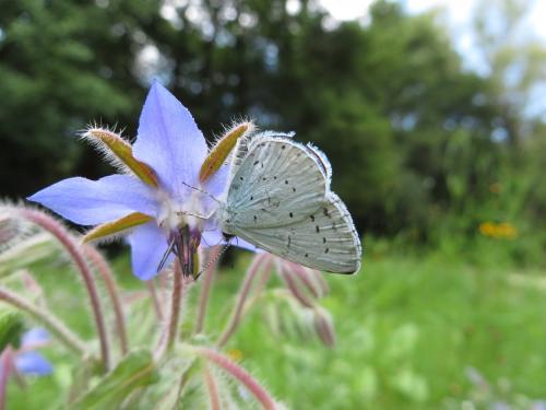 Réf. 148 193 : Celastrina argiolus