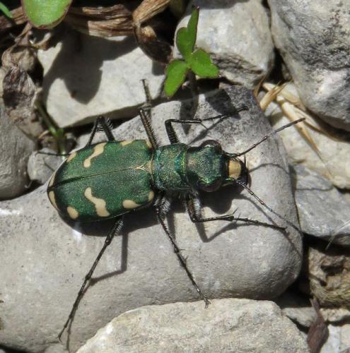 Réf. 148 371 : Cicindela gallica