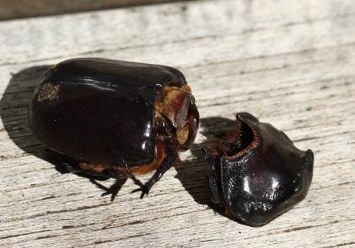 Oryctes nasicornis