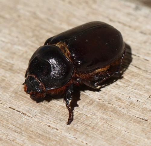 Réf. 148 287 : Oryctes nasicornis