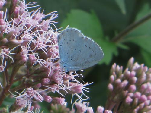 Celastrina argiolus