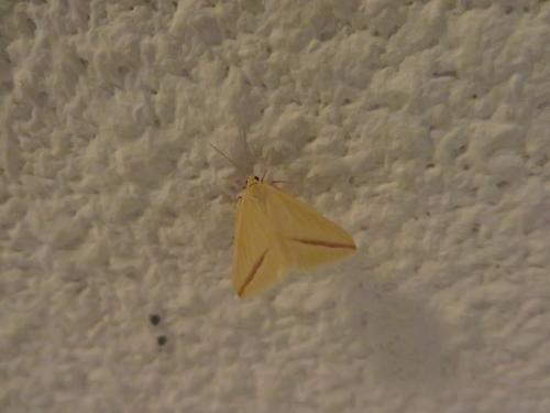 Rhodometra sacraria