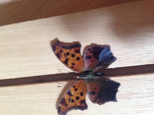 Réf. 148 535 : Polygonia interrogationis