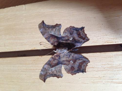 Réf. 148 536 : Polygonia interrogationis