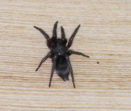 Scotophaeus sp.