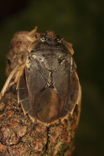 Aphelocheirus aestivalis