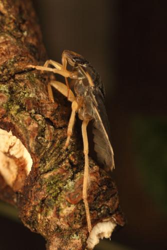 Aphelocheirus aestivalis