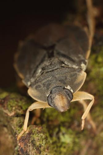 Aphelocheirus aestivalis
