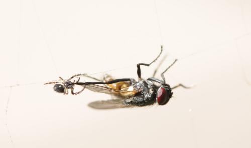 Nuctenea umbratica