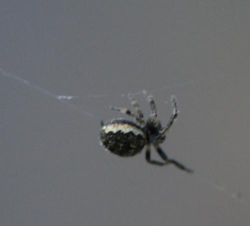Nuctenea umbratica