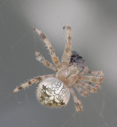 Araneus diadematus