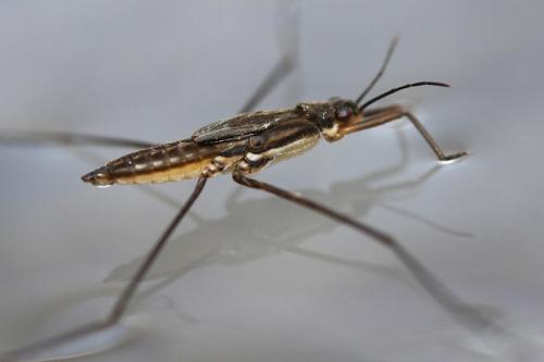 Gerris lacustris