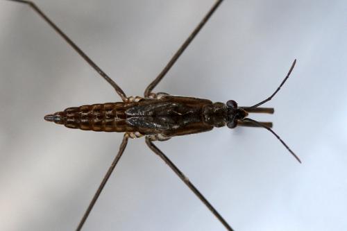 Gerris lacustris