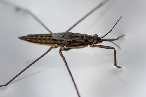 Gerris lacustris