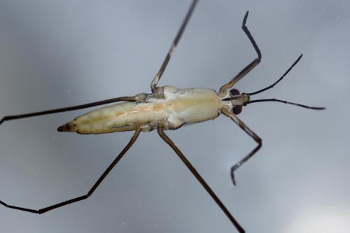 Réf. 148 780 : Gerris lacustris