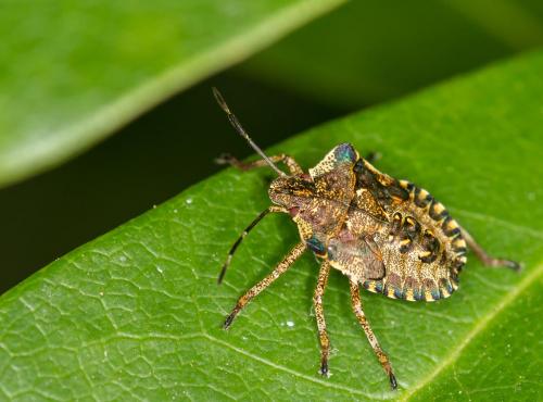 Réf. 148 673 : Pentatoma rufipes