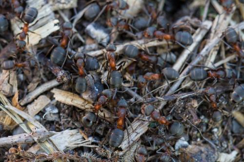 Réf. 148 556 : Formica pratensis