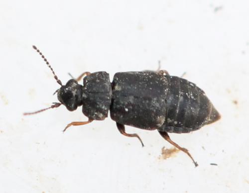 Megarthrus sp.