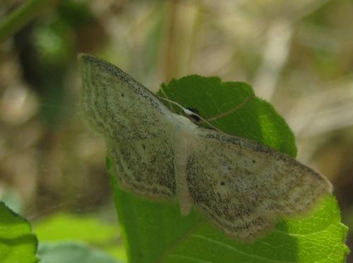 Réf. 148 962 : Scopula immutata