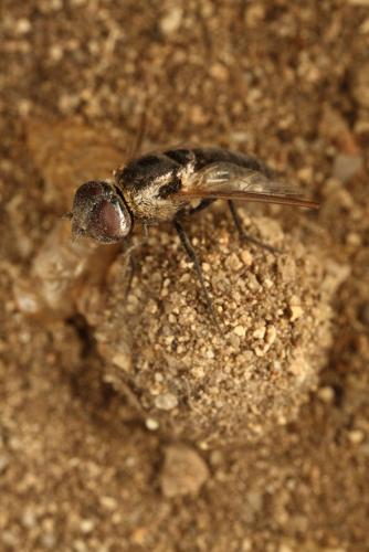 Réf. 148 858 : Micomitra sp.