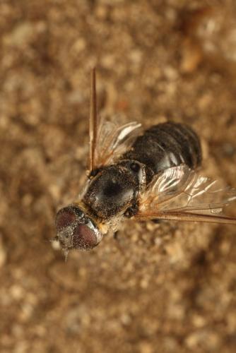 Micomitra sp.