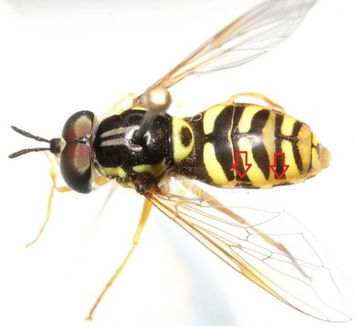 Chrysotoxum octomaculatum