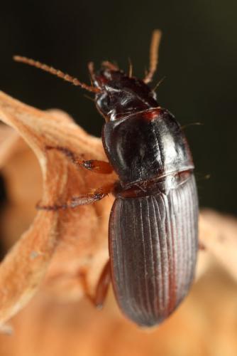 Pseudoophonus calceatus