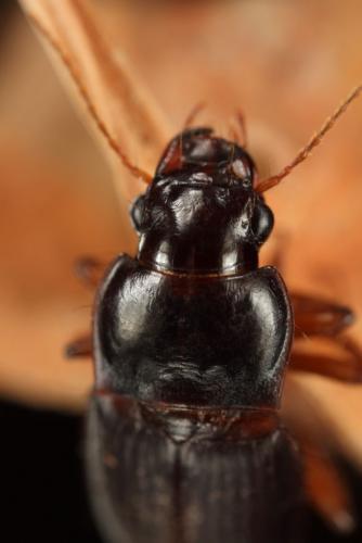 Pseudoophonus calceatus