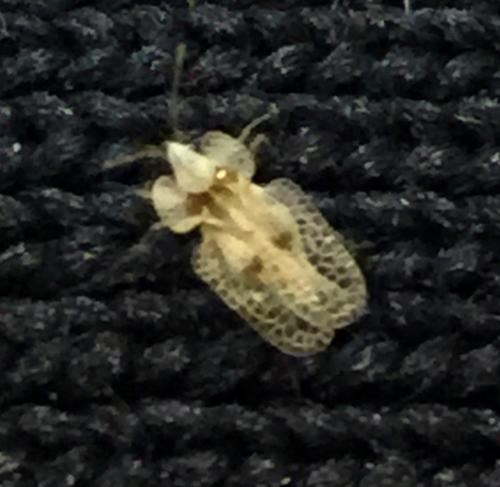 Corythucha ciliata