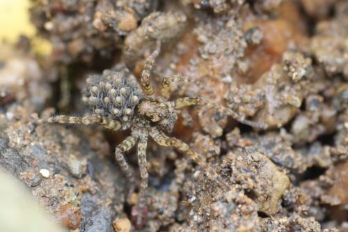 Arctosa maculata